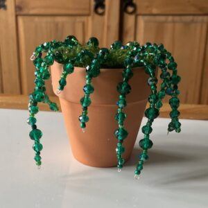 Beaded Spider Plant
