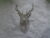 Unique Machine Embroidery Stag Design for Nature Lovers tote bag .cushion all will be finished product