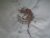 Charming Tiny Door Mouse on Dandelion: Tote Bag, Cushion Cover & Picture Collection