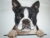 Charming Boston Terrier Tote Bag for Embroidery Enthusiasts