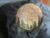 Moonlit Forest View: Tote Bag, Cushion Cover & Picture