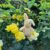 Emotional Support Bunny Rabbit Needlefelt Miniature Anxiety Helper