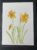 Delightful Daffodils