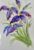Handpainted Iris Blank Card