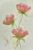 Fragile flowers : A5 size blank card for all occasions