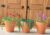 Bespoke Beaded ‘Forever’ Plant in Terracotta Pot