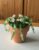 Beaded Plant with Pale Pink Flowers