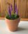 Beaded Lavender Plant