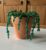 Beaded Spider Plant