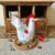 Chicken Pincushion / Strawberry Design