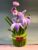 Potted Iris & Daisy Arrangement