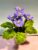 Premium Potted Fuzzywire Violets
