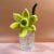 Vibrant Daffodil Flowers in Various Colour Combinations