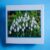 Greetings card.’Spring snowdrops.All proceeds to The Stroke Association