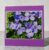 Greetings card. Phlox. All proceeds to The Stroke Association.