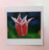 Greetings card. Red tulip. All proceeds to The Stroke Association.