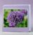 Greetings card. Allium.All proceeds to The Stroke Association.