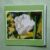Greetings card. White frilly tulip.All proceeds to The Stroke Association.