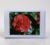 Greetings card. Red Camelia.All proceeds to The Stroke Association.