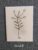 Cream Textured Botanical Card – Hand-Drawn Ink Illustration – 5 Berries