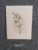 Cream Textured Botanical Card – Hand-Drawn Ink Illustration – leaf stem