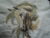 Majestic Horse Tote Bag, Cushion Cover, and Wall Art Picture