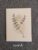 Cream Textured Botanical Card – Hand-Drawn Ink Illustration – Split leaf stem