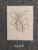 Cream Textured Botanical Card – Hand-Drawn Ink Illustration – Modern Butterflies