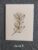 Cream Textured Botanical Card – Hand-Drawn Ink Illustration – Seed stem